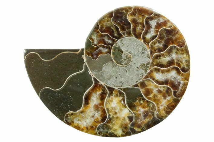 Cut & Polished Ammonite Fossil (Half) - Madagascar #354169
